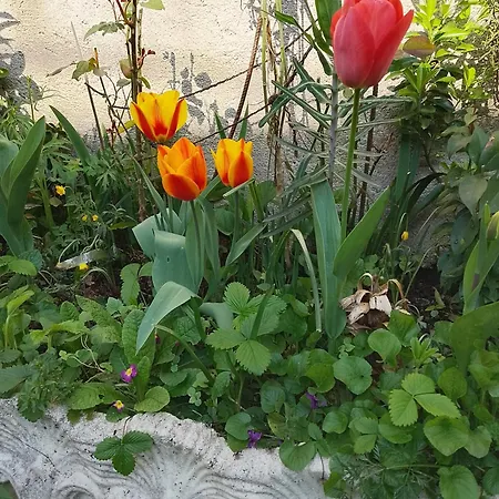 Casa Di Stella Bed & Breakfast Sabbio Chiese